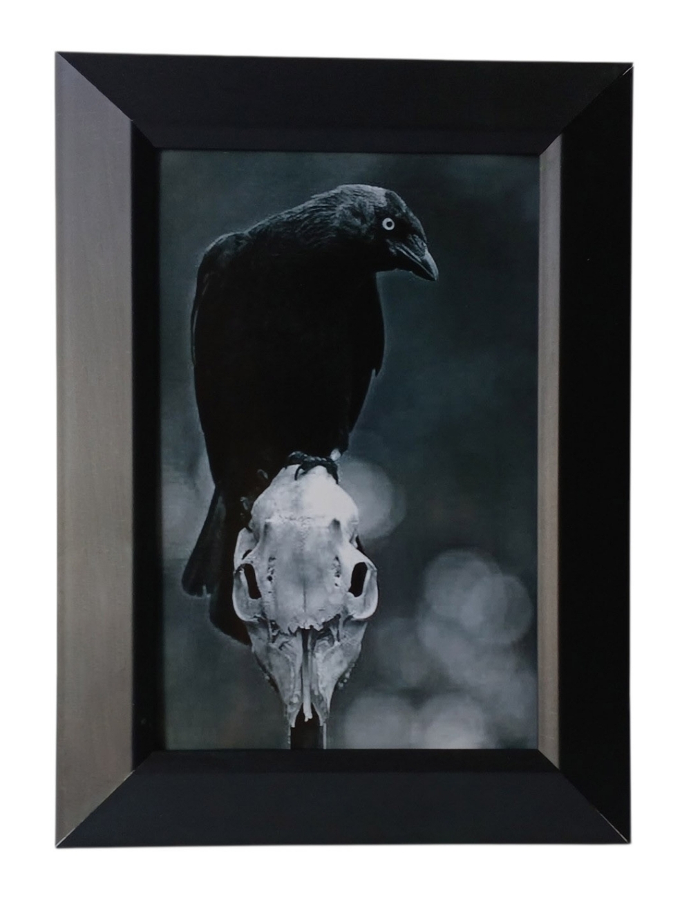 Black raven beautiful skeleton head Gothic Goth Punk Rock Rockabilly Oddy Birds